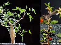 Bursera fagaroides ©JM Herrera Plaza.jpg